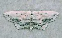 Frosted Tan Wave Moth - Hodges#7157