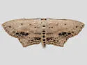 Frosted Tan Wave Moth - Hodges#7157 - photo 2