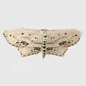 Frosted Tan Wave Moth - Hodges#7157 - photo 4