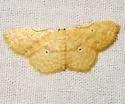 Scopula compensata - Hodges#7152
