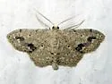 Scopula compensata - Hodges#7152 - photo 2