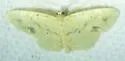 Scopula compensata - Hodges#7152 - photo 4