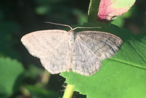 Frigid wave moth - Hodges#7166