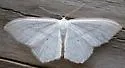 Scopula fuscata - Hodges#7163 - photo 2