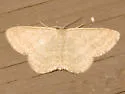 Soft-lined Wave - Hodges#7169 - Scopula inductata
