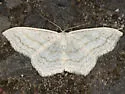 Simple Wave - Hodges#7164 - Scopula junctaria