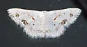 Small Frosted Wave Moth - Hodges#7149 - Scopula lautaria