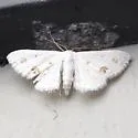 Small Frosted Wave Moth - Hodges#7149 - photo 2