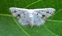 Small Frosted Wave Moth - Hodges#7149 - photo 3