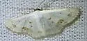 Small Frosted Wave Moth - Hodges#7149 - photo 4