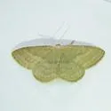 Scopula luteolata - Hodges#7170 - photo 2