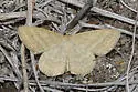 Scopula luteolata - Hodges#7170 - photo 3