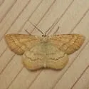 Scopula luteolata - Hodges#7170 - photo 4