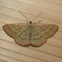 Scopula luteolata - Hodges#7170 - photo 5
