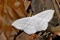 Scopula ordinata - Hodges#7161 - Scopula ordinata