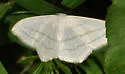 Scopula ordinata - Hodges#7161 - photo 2