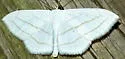 Scopula ordinata - Hodges#7161 - photo 3