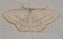 Scopula ordinata - Hodges#7161 - photo 4