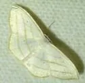 Scopula ordinata - Hodges#7161 - photo 5