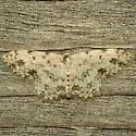 Scopula plantagenaria - Hodges#7154