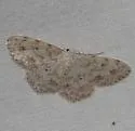 Scopula plantagenaria - Hodges#7154 - photo 2