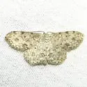 Scopula plantagenaria - Hodges#7154 - photo 3