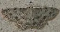 Scopula plantagenaria - Hodges#7154 - photo 4