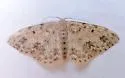Scopula plantagenaria - Hodges#7154 - photo 5