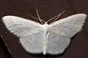 Four-lined Wave - Hodges#7165 - Scopula quadrilineata