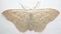 Scopula quinquelinearia - Hodges#7164.1 - photo 2