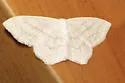 Scopula quinquelinearia - Hodges#7164.1 - photo 5