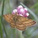 Scopula sentinaria - Hodges#7172 - photo 2