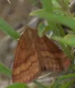 Scopula sentinaria - Hodges#7172 - photo 3