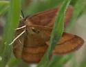 Scopula sentinaria - Hodges#7172 - photo 4