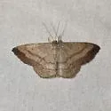 Scopula siccata - Hodges#7167 - photo 2