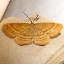 Scopula sideraria - Hodges#7171 - photo 3