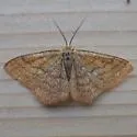 Scopula sideraria - Hodges#7171 - photo 4