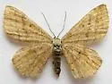 Scopula sideraria - Hodges#7171 - photo 5