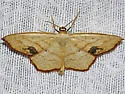 Scopula timandrata - Hodges#7160 - photo 2