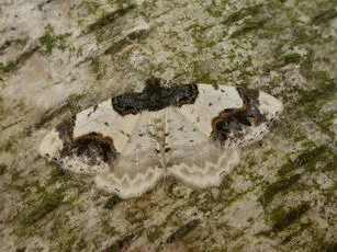 Scorched Carpet