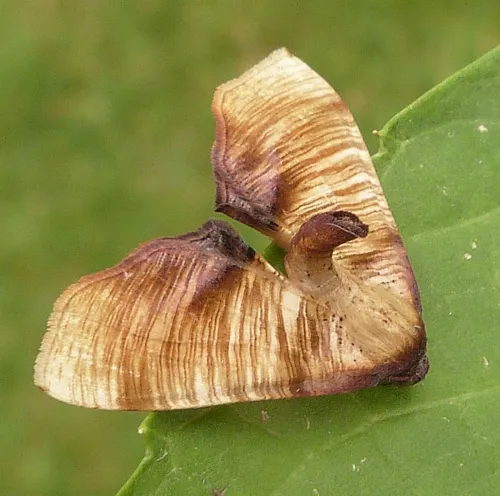 Scorched Wing