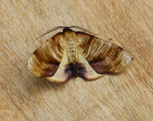 Scorched Wing - photo 2