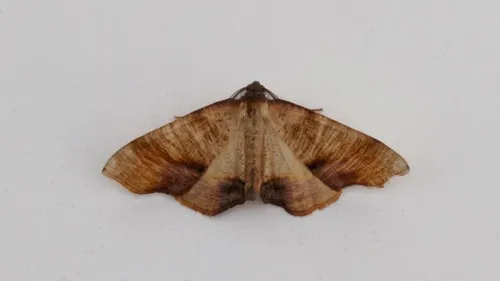Scorched Wing - photo 3