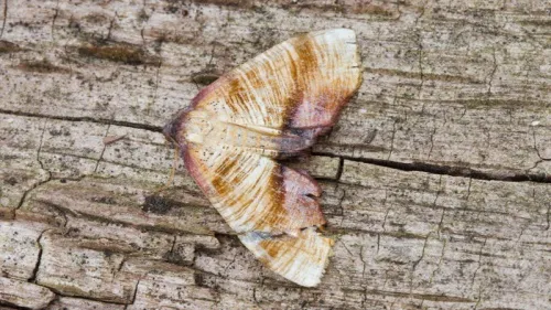 Scorched Wing - photo 4