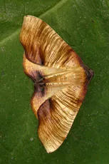 Scorched Wing - photo 5