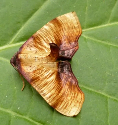 Scorched Wing - photo 6