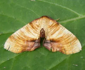 Scorched Wing - photo 7