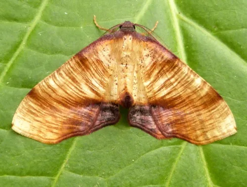 Scorched Wing - photo 8
