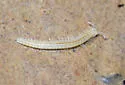 Scoterpes sollmani