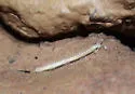 Scoterpes sollmani - photo 2